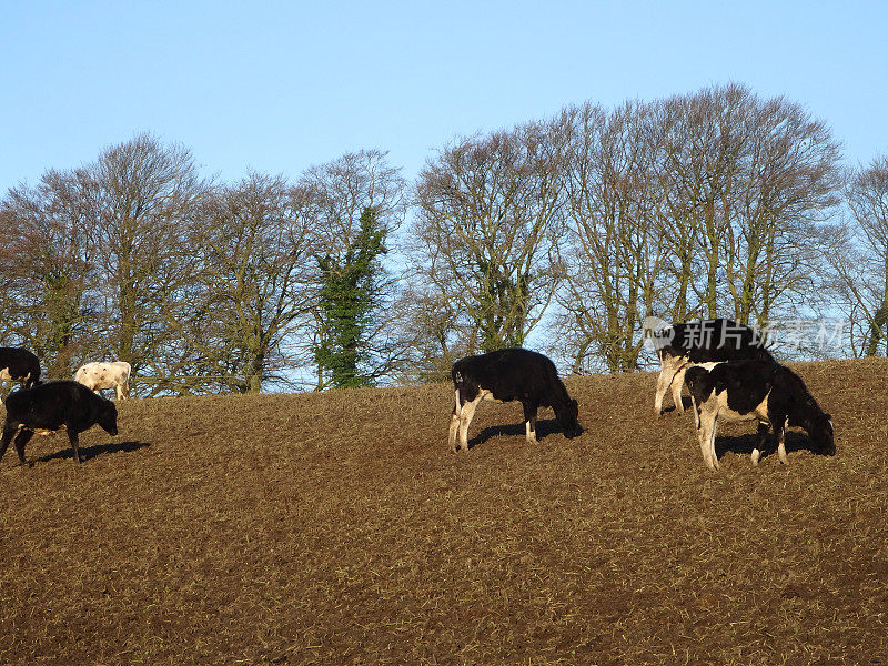 荷斯坦白毛牛在泥泞的田野里吃东西的图片(奶牛/牛)